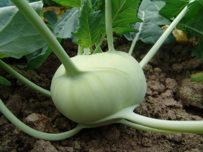 Picture of Kohl Rabi Korfu F1